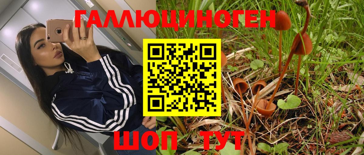Псилоцибиновые грибы мицелий  Вход с VPN  Галлюциногенные грибы Psilocybe  Торжок 