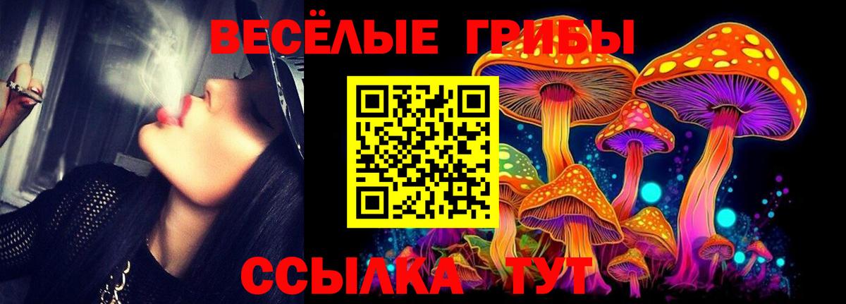 Галлюциногенные грибы Psilocybe Торжок